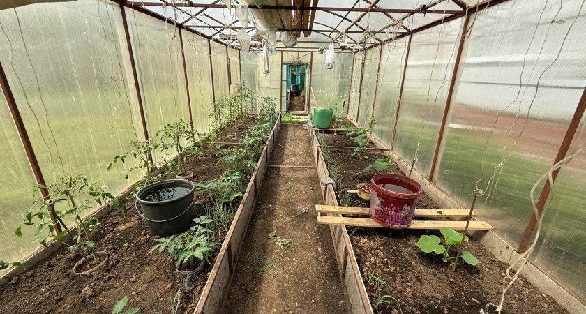 Купила теплицу из поликарбоната и чуть не осталась без урожая: 5 причин, почему это худшее, что можно поставить на участке