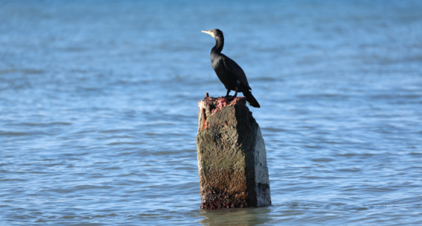 Отели Сочи показали загрузку всего 24% — что происходит с курортом
