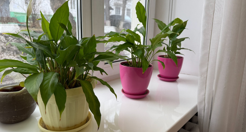 Выкидывать банановую кожуру — преступление: цветовод рассказал, как кухонные отходы заставляют цвести даже вялые фиалки