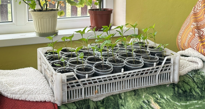 Рассада без ламп выше крыши: сибирячки раскрыли секреты, которые работают лучше любых фитоламп — проверено поколениями