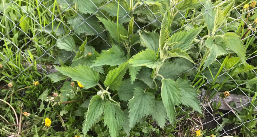 Итальянец схватился за сердце, увидев, что я кошу за баней: наши сорняки в Европе стоят как крыло от самолёта, а мы их жжём