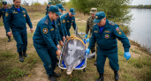 Пострадавшую от рыболовного крючка афалину из реки Бейсуг везут в Анапу для спасения
