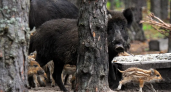 Целые стада кабанов гибнут в лесах Абинского района: охотники подозревают отравление