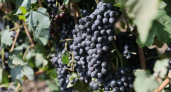 Рекордный урожай: 32 предприятия Новороссийска собрали 15,4 тысячи тонн винограда