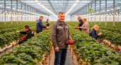 Один вопрос фермера губернатору обернулся 16 теплицами по 5 тысяч квадратов