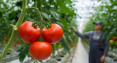 Выращивала популярный томат Бычье сердце и получила неожиданный результат: стоит ли рисковать в следующем году