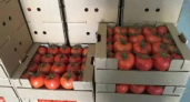 21 тонна египетских томатов с опасным вирусом уничтожена на Кубани после новогодней проверки