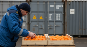 Опасный «пассажир» из Турции: 24,5 тонны мандаринов с карантинной мухой задержаны в порту Новороссийска