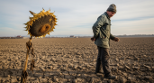 Засуха обрушила экспорт Кубани на 1,2 млрд долларов: несырьевой АПК потерял 8% в 2025 году
