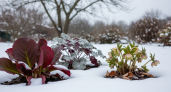 Огненная красота сквозь зимний покров: три многолетника, чье цветение заставит соседей завидовать вашему саду