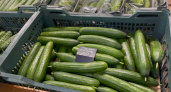 Когда снизятся цены на огурцы в России: жители устали от космических цен на овощи
