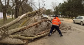 Ураганный ветер в Анапе: упавшее дерево вызвало ДТП и парализовало движение на Пионерском проспекте