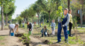 27 миллионов деревьев высадят на Кубани в память о погибших