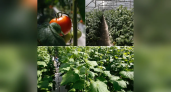 Кубанские теплицы собрали более 7 тыс. тонн овощей с господдержкой 35 млн рублей