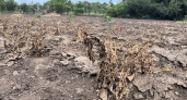 Шесть опасных явлений за год: засуха испытала аграриев Кубани на прочность