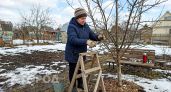 Хватит ждать апреля и губить деревья обрезкой по теплу, ведь легкий минус намертво блокирует потерю сока