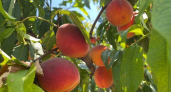 После рекорда 2024 года урожайность садов Кубани упала почти на треть