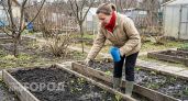 Эту подкормку дачники вносят весной первой и губят весь урожай — агрономы объяснили почему так делать нельзя