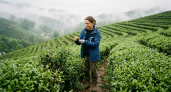 Погода снизила урожай чая на Кубани, но производство устояло
