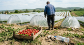 Кубанская клубника появится через месяц: фермеры готовят агротуры и новые сорта