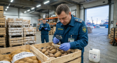 В Новороссийске нашли живую картофельную моль в 192 тоннах египетского картофеля