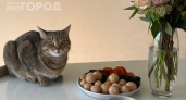 Заморозьте одежду перед стиркой: как пережить линьку кота и не сойти с ума — убираем шерсть без дорогих средств