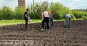 Без неё опытные дачники картошку не сажают: 1 горсть заменяет все магазинные удобрения