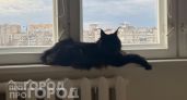 Забудьте о частых визитах к ветеринару: вот 3 породы кошек с крепким здоровьем, которые живут до 20 лет