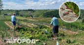 Забудьте про дорогую химию: достаточно одной капли этого средства чтобы муравьи ушли с участка навсегда