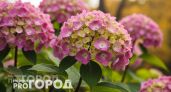 Секрет роскошного цветения гортензий раскрыт: добавьте этот простой копеечный состав под корень весной