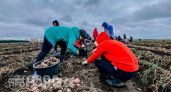 Забудьте про случайные даты: агрономы назвали конкретные дни в мае для рекордного урожая картофеля
