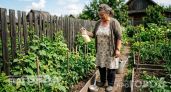 Больше не трачу время на теплицы: как я выращиваю горы огурцов прямо на земле без лишней возни и подвязки