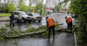Шторм в Армавире повалил пять деревьев на дороги и авто горожан