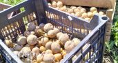 Ваш огород под угрозой: власти вводят строгие правила и крупные штрафы за выращивание картофеля на даче