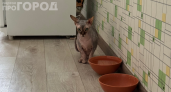 Кошка вылизывает желе, но не ест мясо: 5 причин, о которых вы не догадывались — проверьте свою