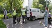 В Краснодаре начнут отлов бездомных собак в семи районах с 1 июня