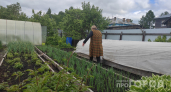Упустите момент и они захватят весь участок: 12 декоративных агрессоров, которые превратят сад в джунгли