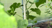 Не вздумайте кормить огурцы „на глаз“: эти 5 правил превратят скромные грядки в овощную фабрику