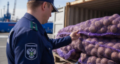 В Новороссийске остановили ввоз картофеля из Израиля из за картофельной моли