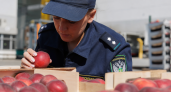 В Краснодаре обеззаразили более 15 тонн фруктов из Узбекистана с карантинным вредителем