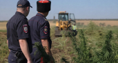 На Кубани полиция и казаки уничтожили 2,2 тысячи кустов дикорастущей конопли