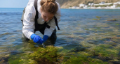 В Анапской бухте обнаружили два краснокнижных вида водорослей на грани исчезновения