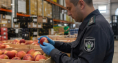 На Кубани карантинных вредителей нашли в семи партиях фруктов весом 138 тонн