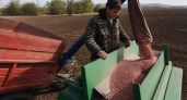 На Кубани более 260 тыс тонн ячменя нового урожая признали безопасными