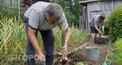 Освободилось место после лука и чеснока: засеиваю эти 3 культуры и снимаю второй урожай до самых заморозков