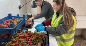 На Кубань привезли клубнику с карантинной мухой-горбаткой из импортной партии