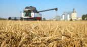 На Кубани доля продовольственной пшеницы урожая 2026 года достигла 82%