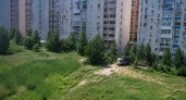 В Краснодаре в пик цветения амброзии выкосили более 30 тыс гектаров