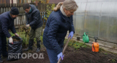 Фитофтора больше не вернется в ваш огород: сделайте это осенью в теплице и забудьте о проблемах с урожаем