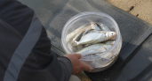 Ученые оценили рыбные запасы Кубани после заметного снижения уровня воды